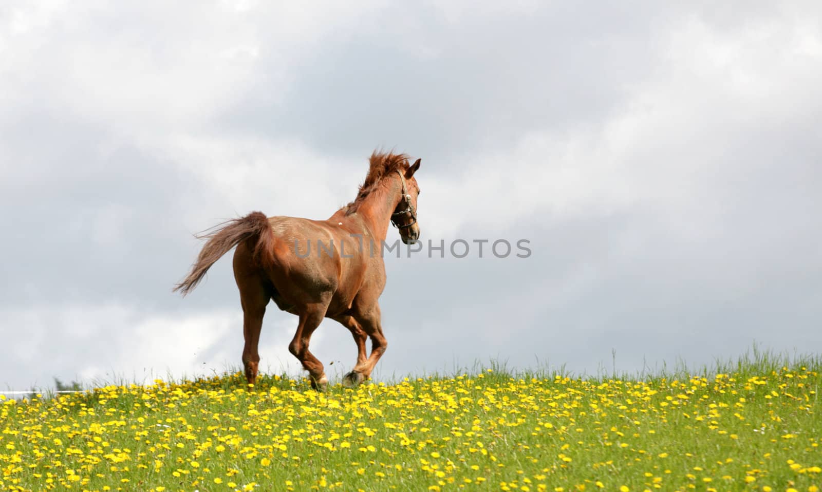 danish horses on a field in the spring