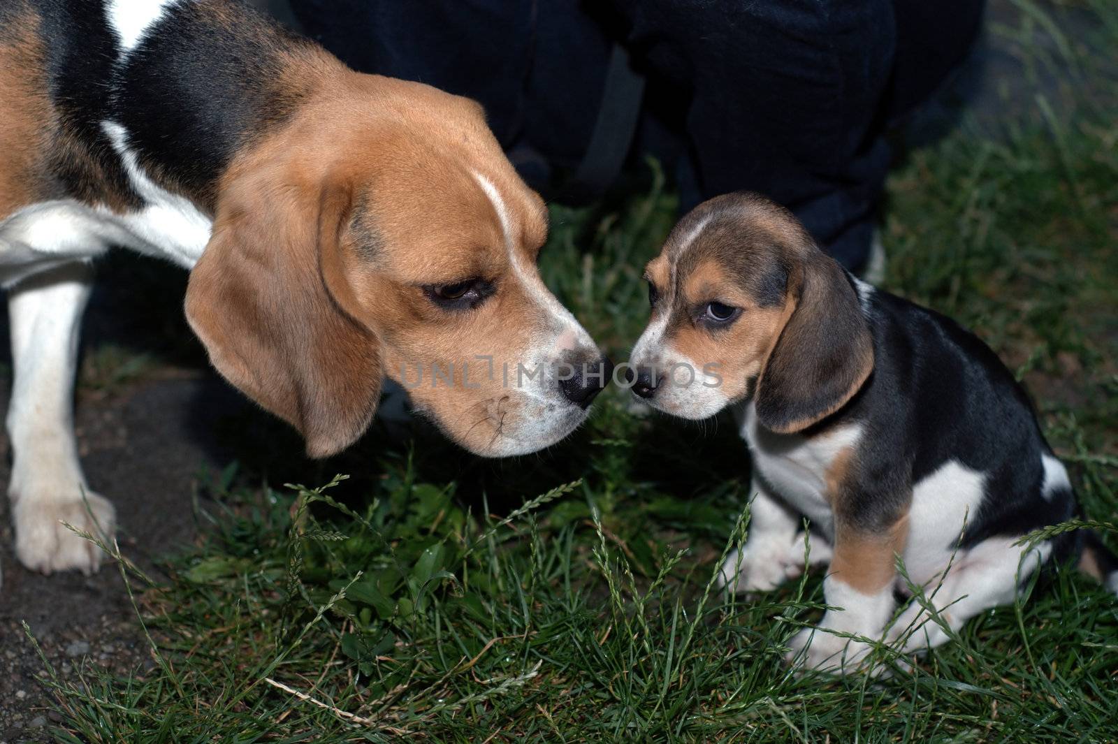 Beagles by jol66