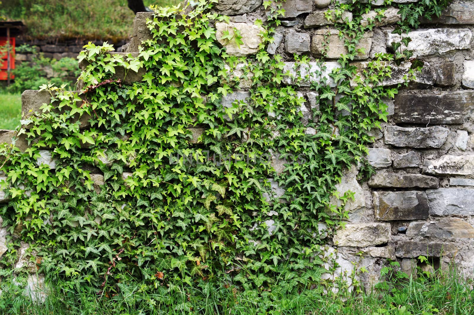 Old stone staeps with ivy plant