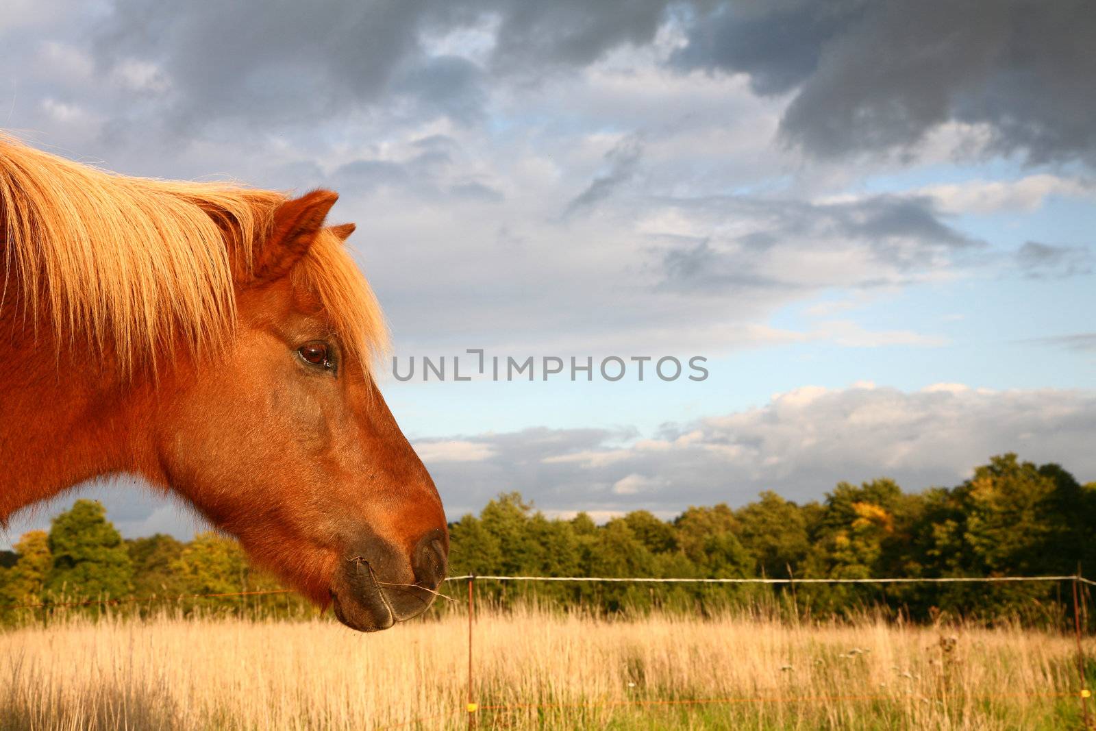 danish horses on a field in the summer 