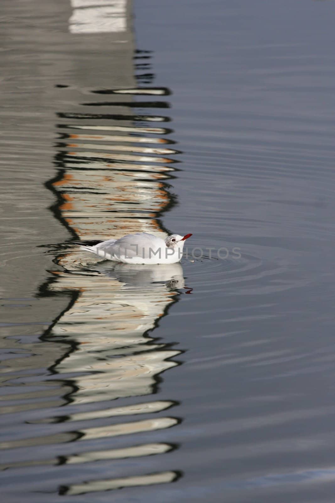 seagull in denmark swimming in refections of a building illuminated by sun