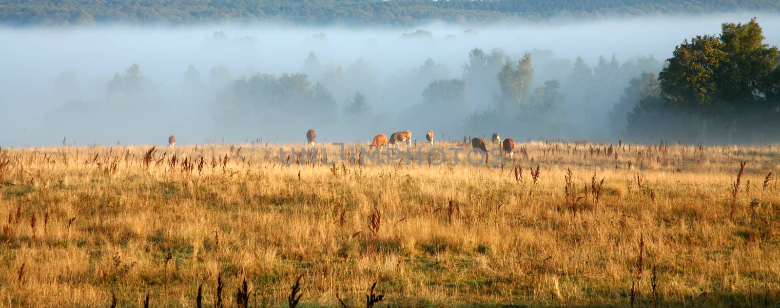 Cows in the fog  in denmark in the summer 