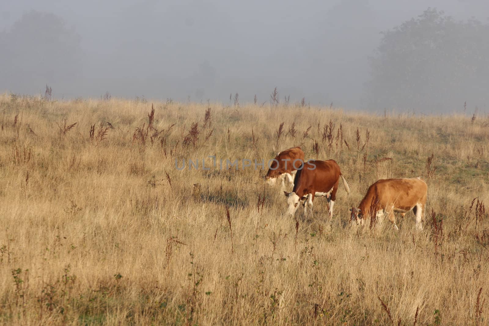 Cows in the fog  in denmark in the summer 