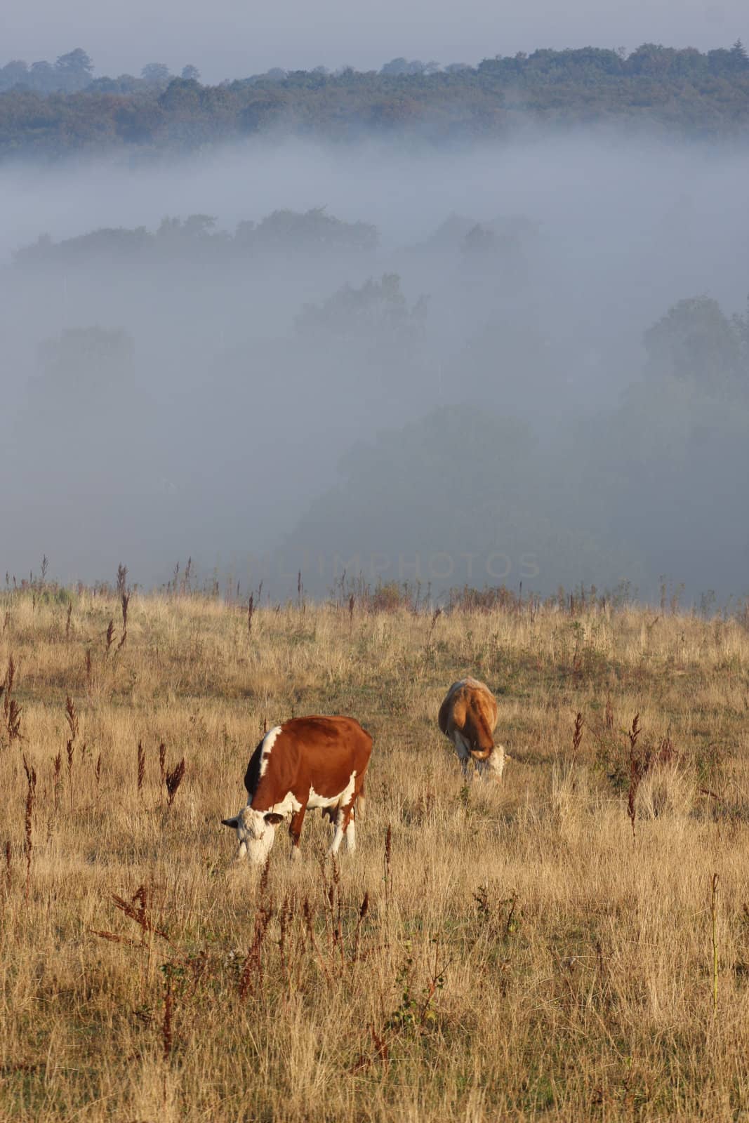 Cows in the fog  in denmark in the summer 
