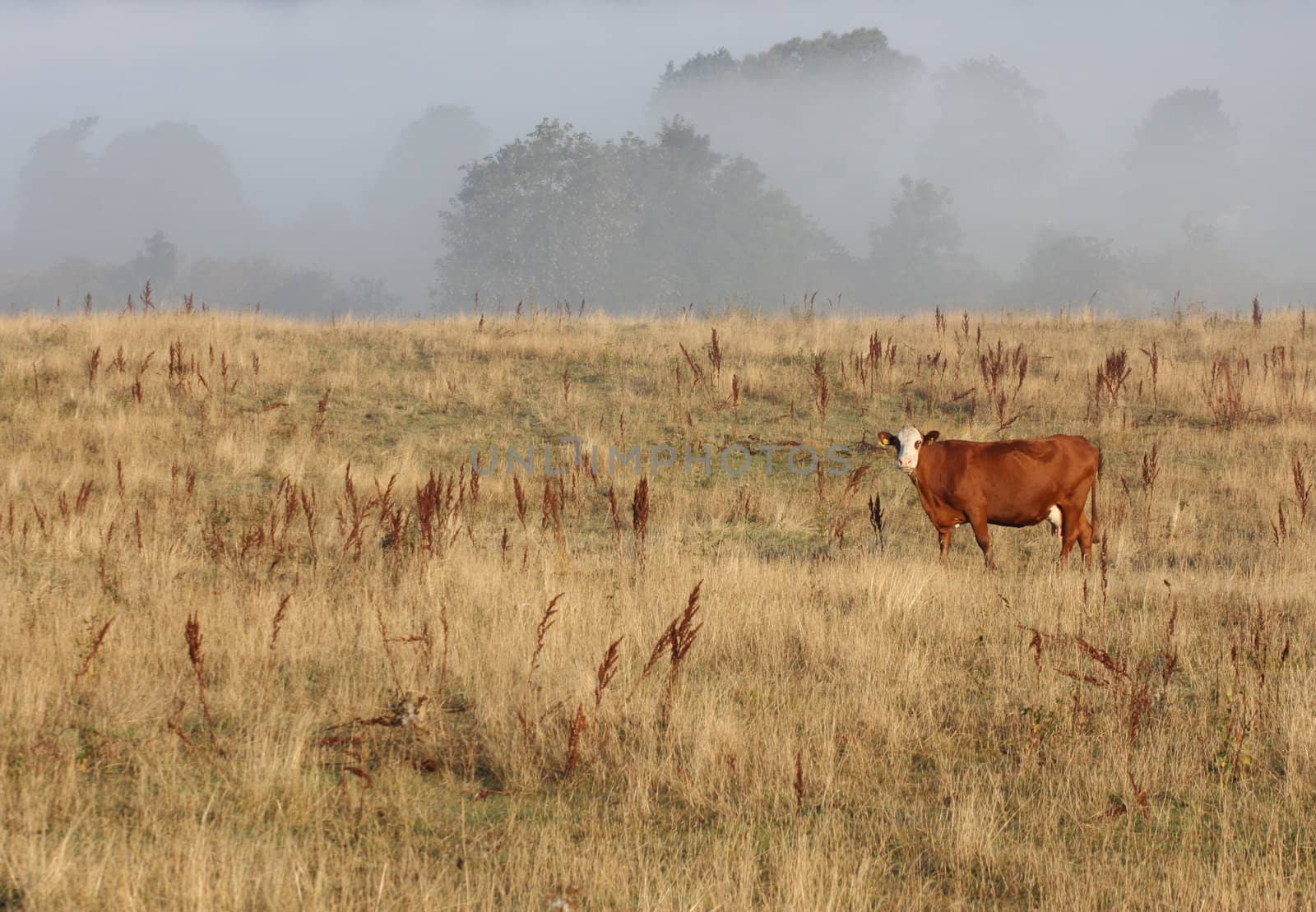 Cows in the fog  in denmark in the summer 