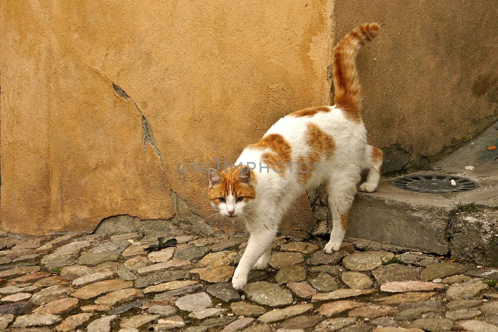 Brown cat walking
