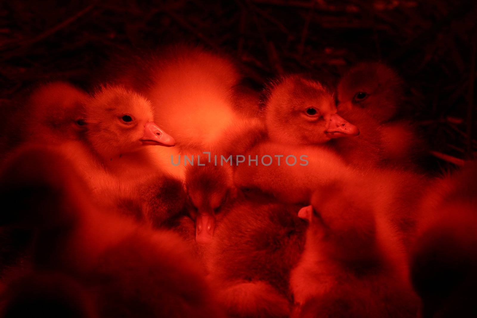 danish goose under warm red lamps (just after  born), in preparation of christmas celebration