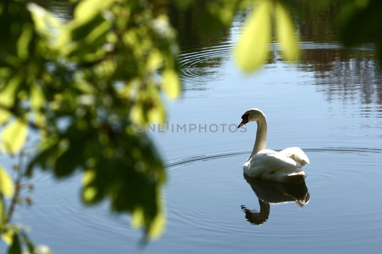 swans swimming on a danish lake
