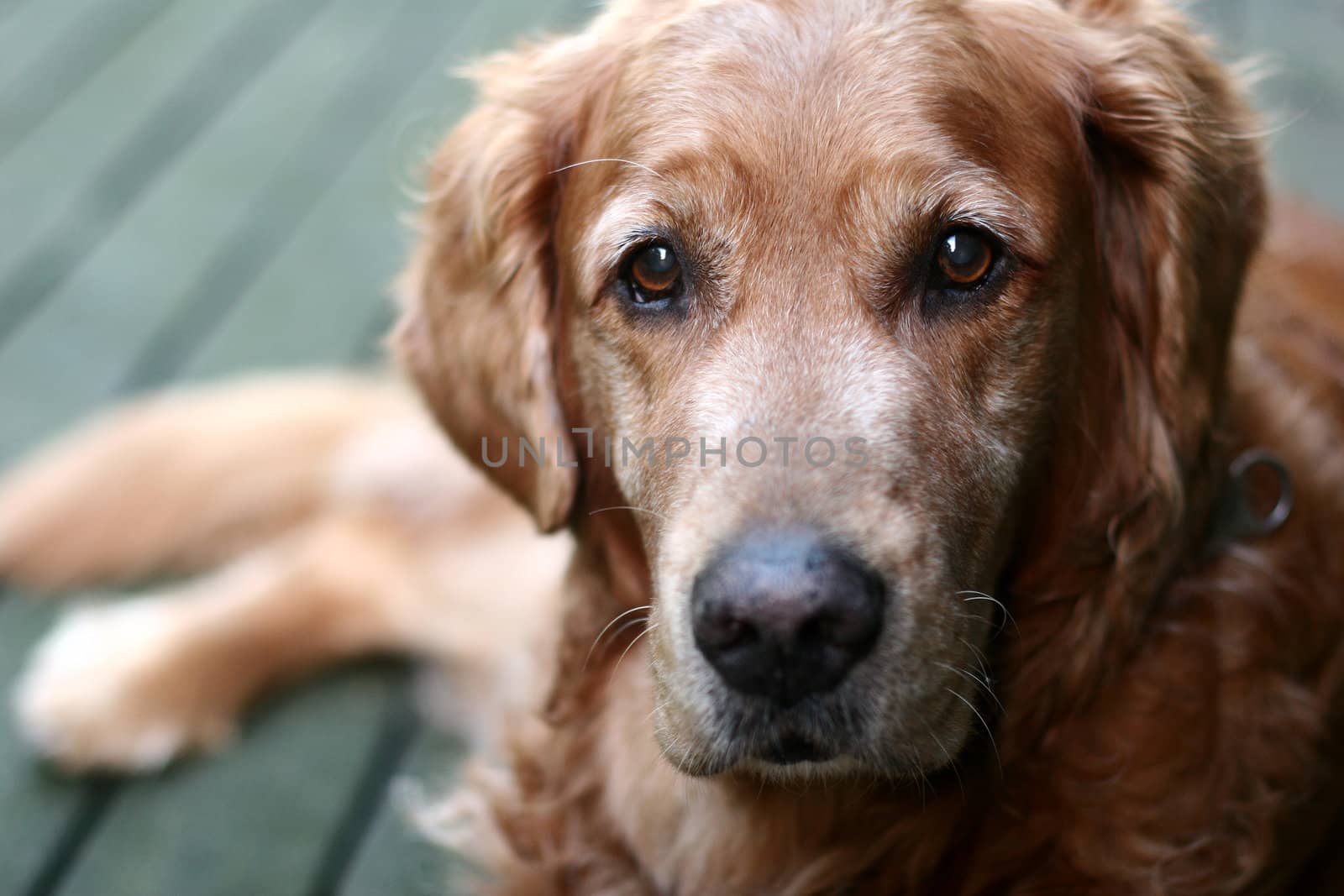 dog  (golden retriever) lying
