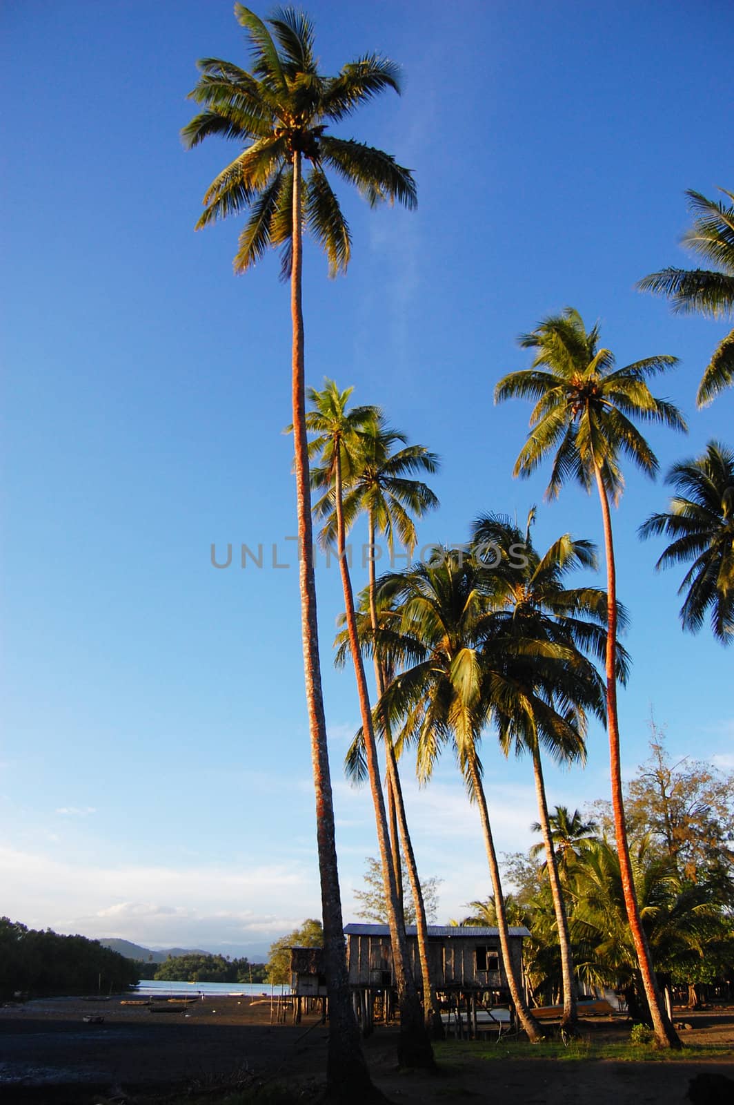 Palms at sea coast, Papua New Guinea