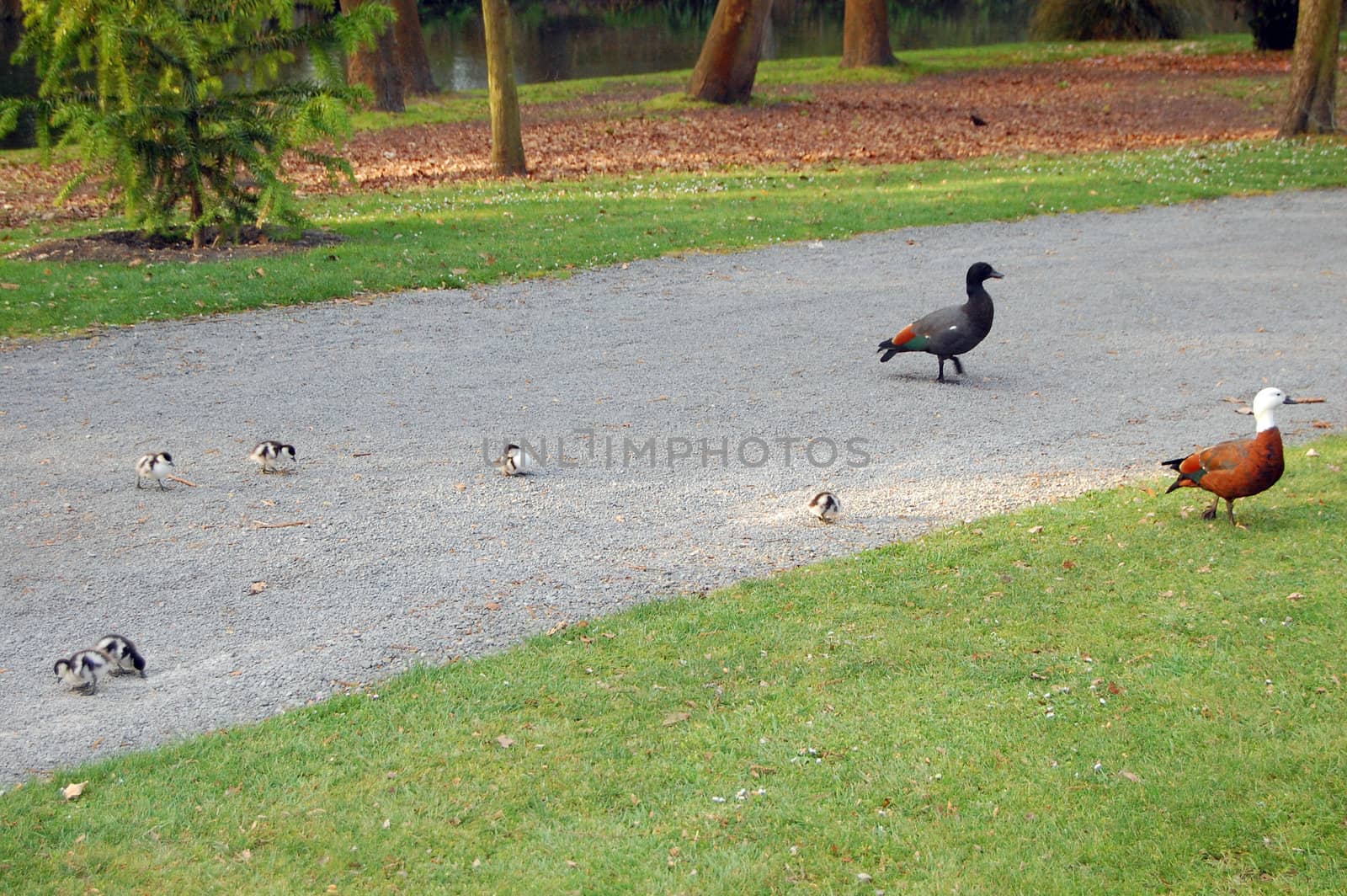 Duck family in park, botanical gardens, Christchurch, New Zealand