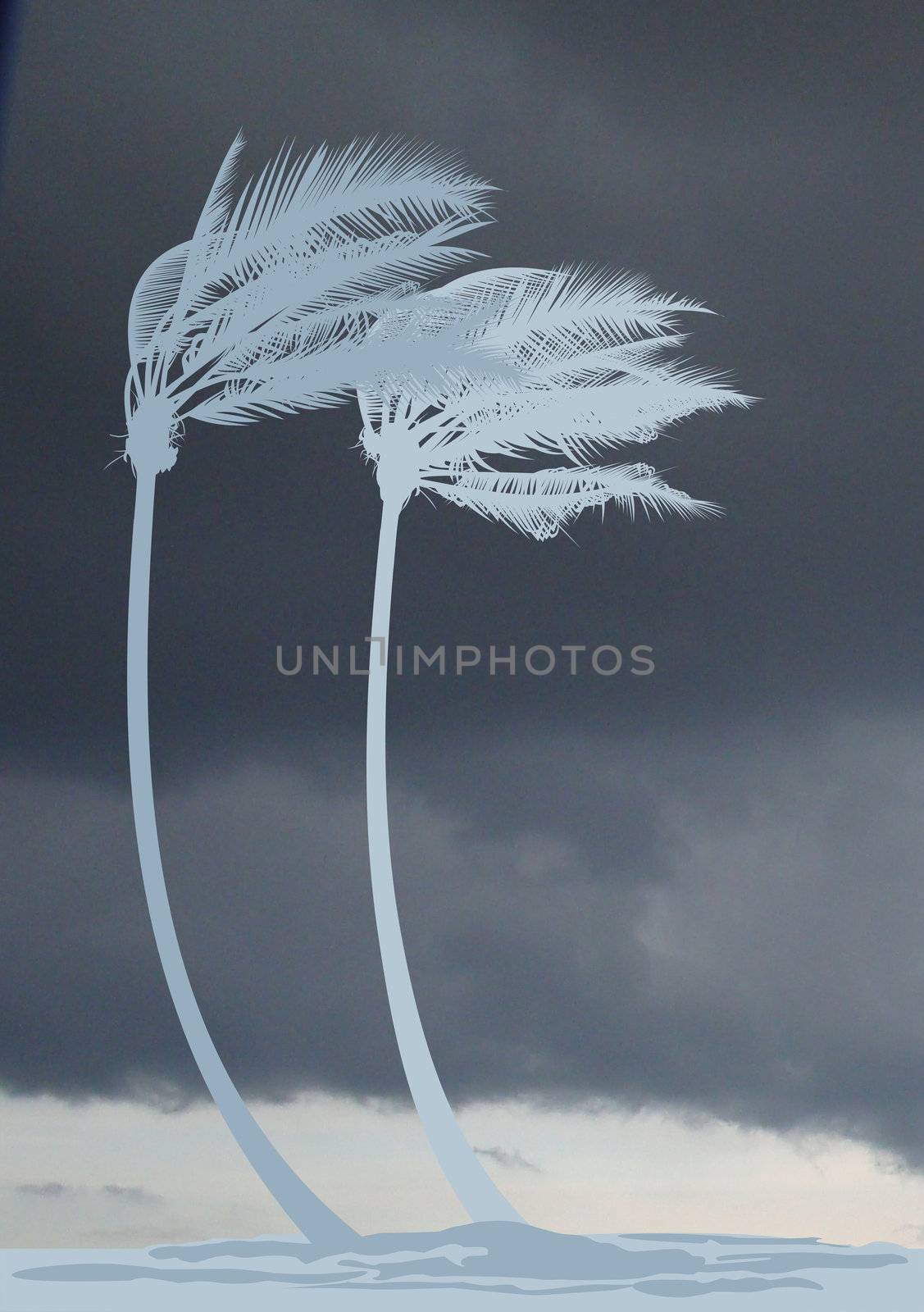 Palm trees in a storm by ard1