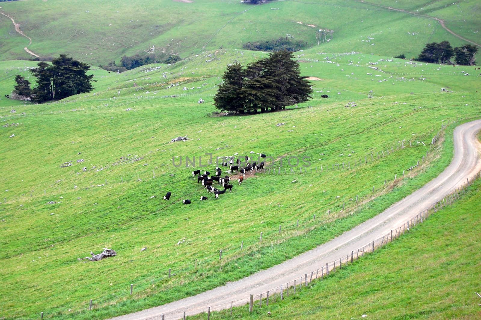 Gravel road and cows at farmland rural area by danemo