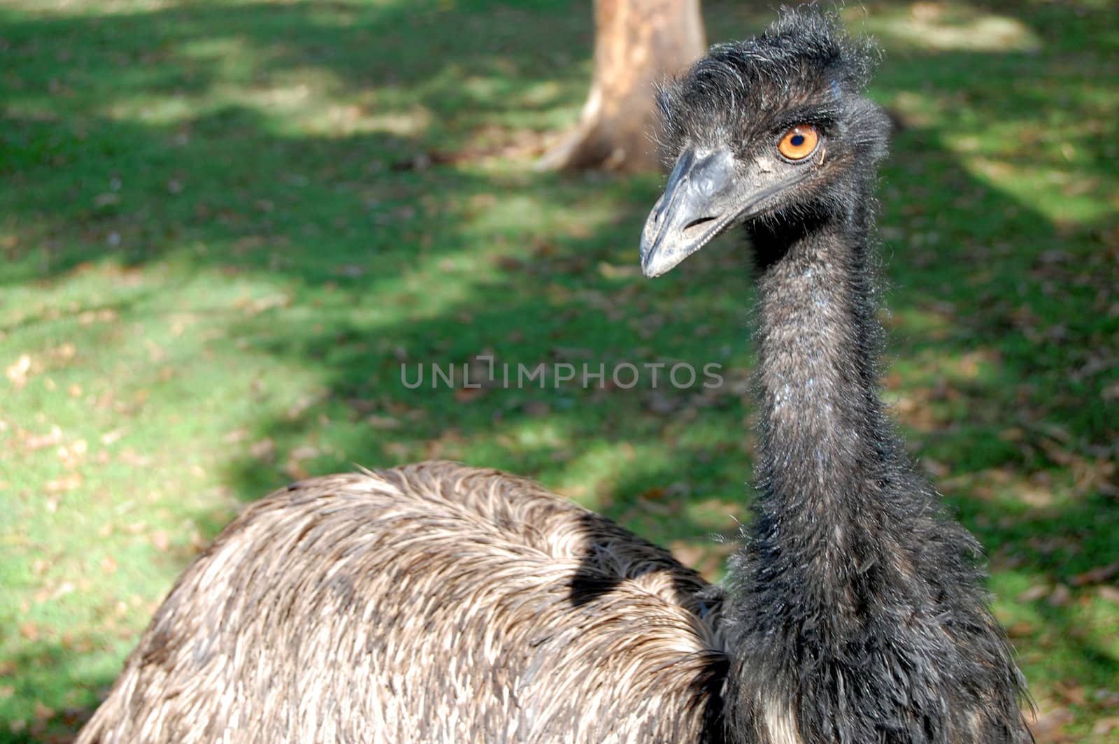 Emu bird in zoo by danemo