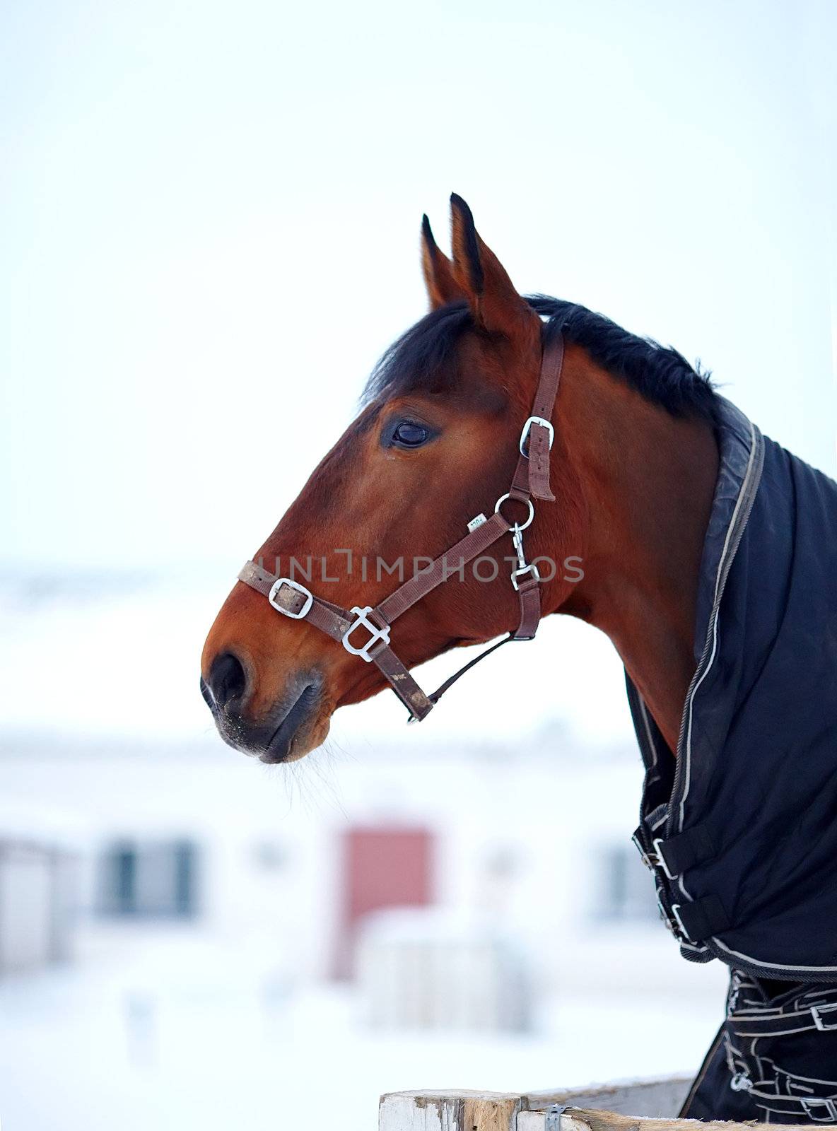 Portrait of a horse. Sports horse. Thoroughbred stallion. Muzzle of a horse. Saddle horse.