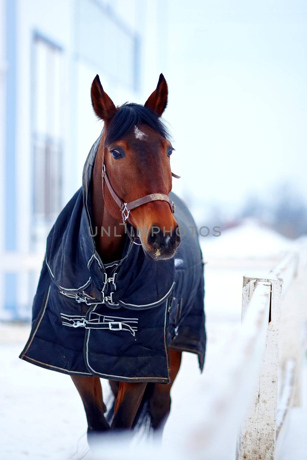 Sports stallion in a body cloth. by Azaliya