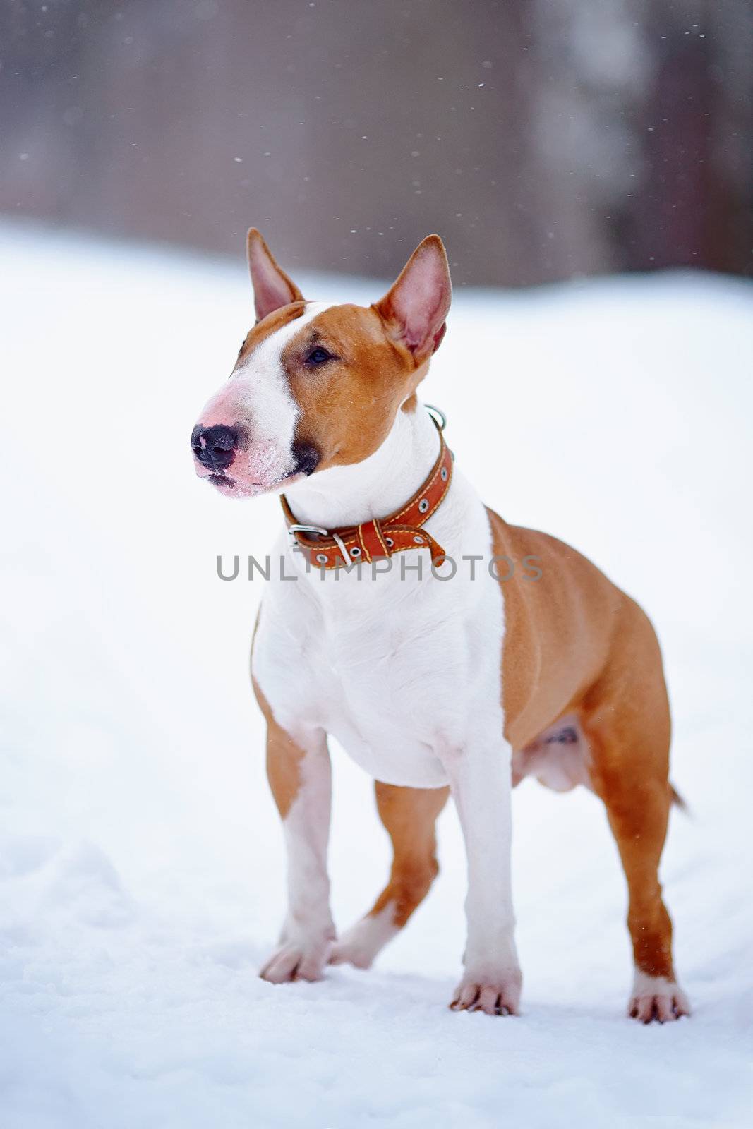 English bull terrier. Thoroughbred dog. Canine friend. Red dog.