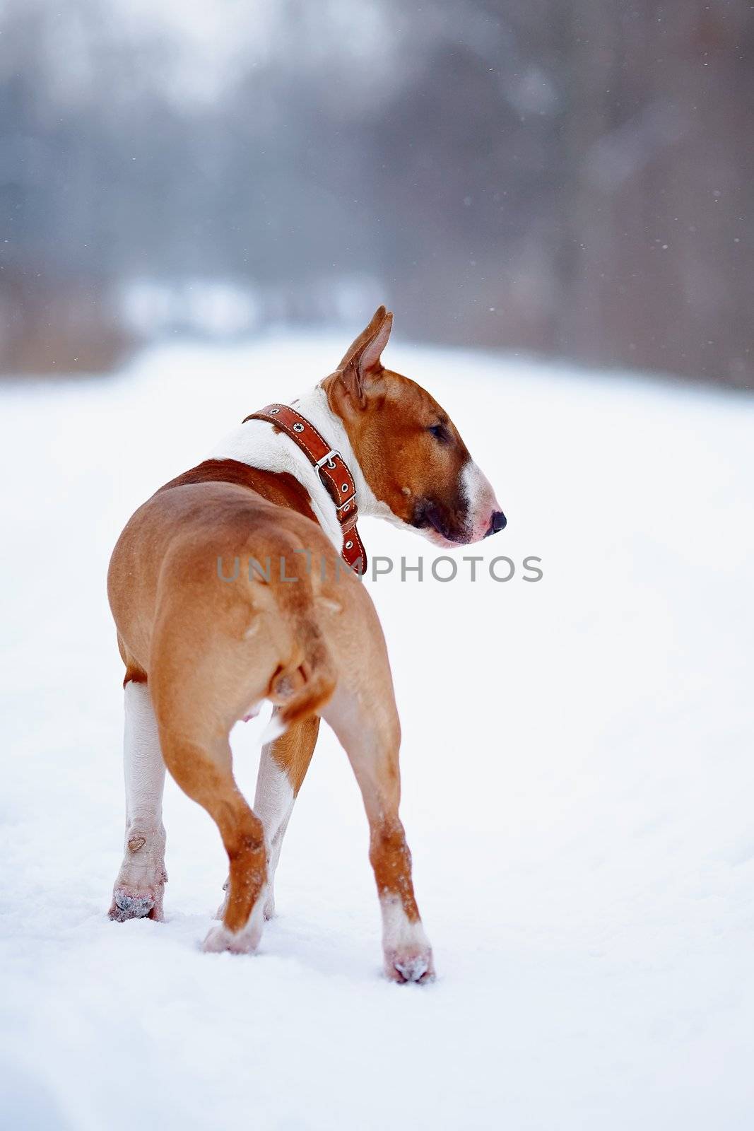 English bull terrier. Thoroughbred dog. Canine friend. Red dog.