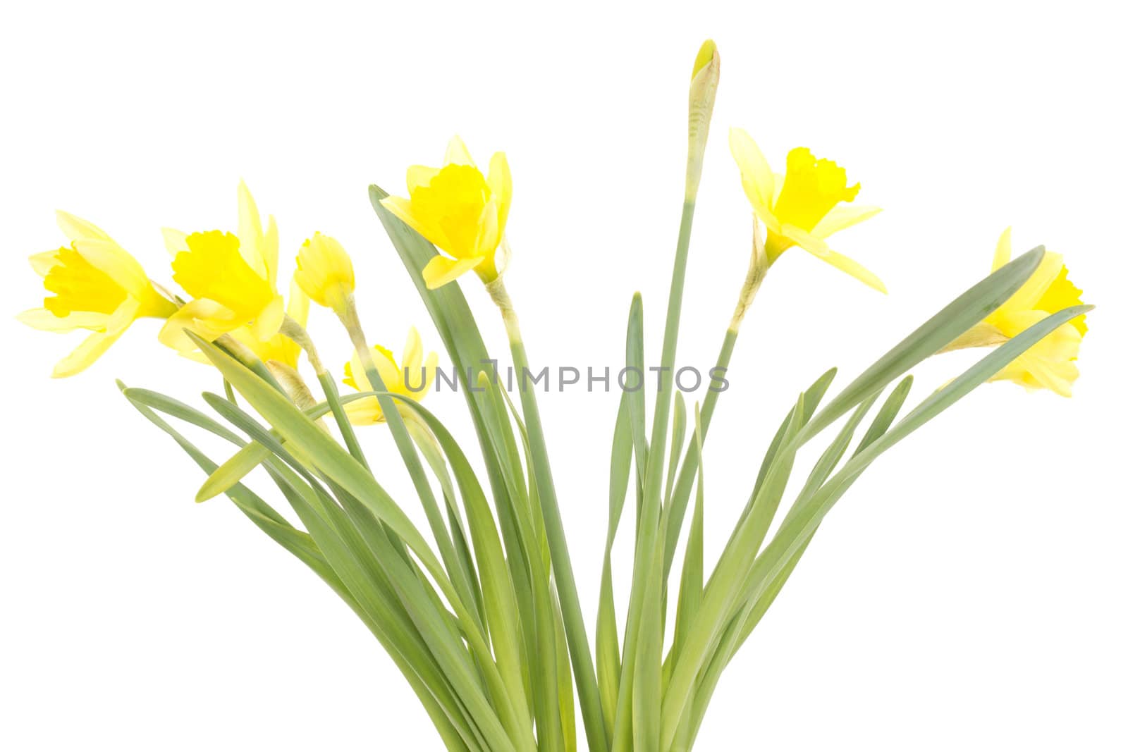 Narcissus pseudonarcissus