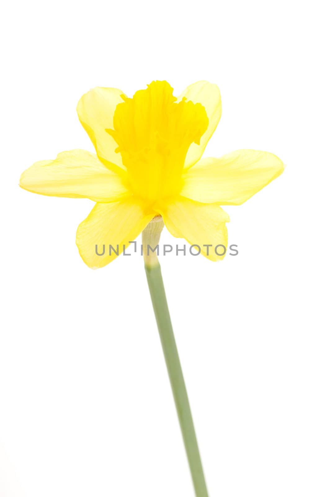 Narcissus pseudonarcissus