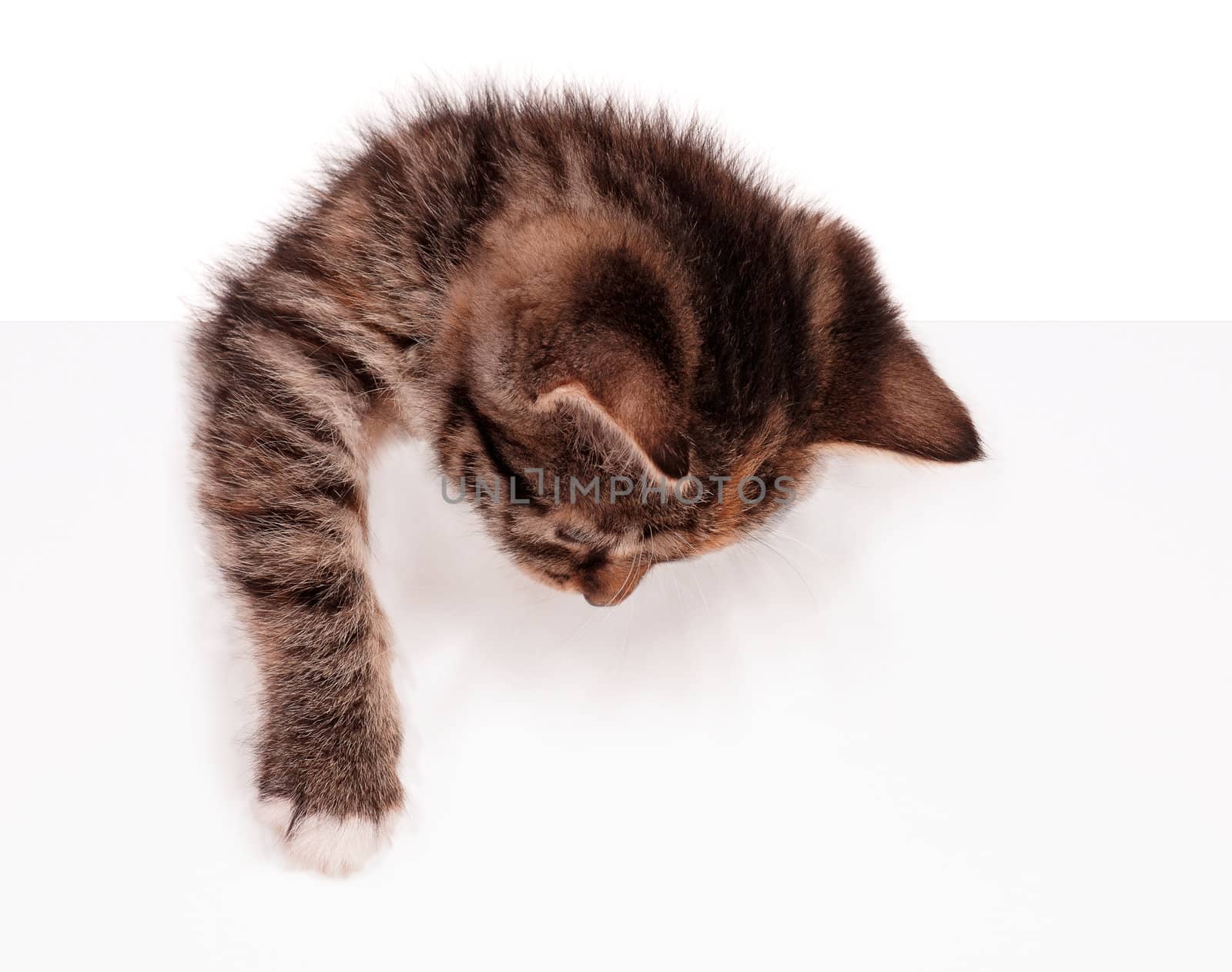 Portrait of cute little kitten with empty board on white background