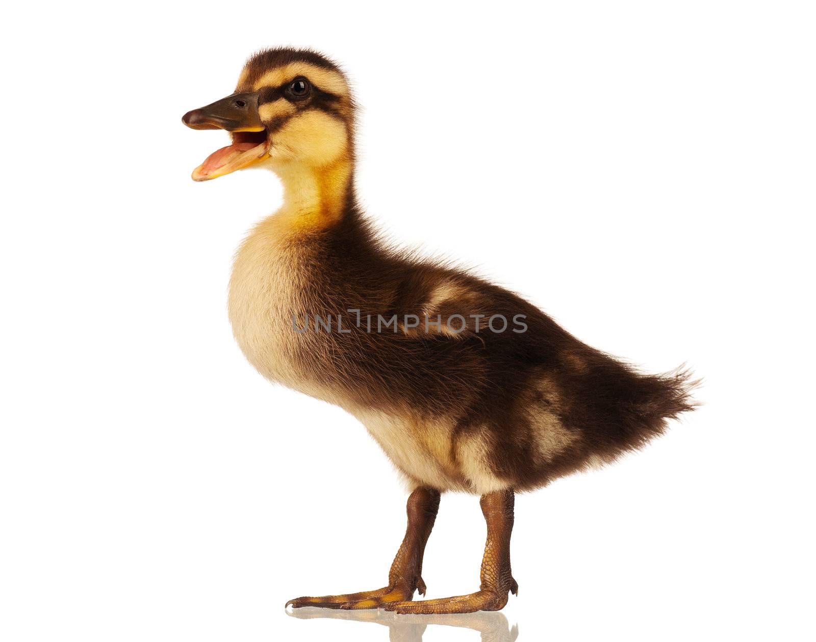 Cute domestic duckling isolated on white background