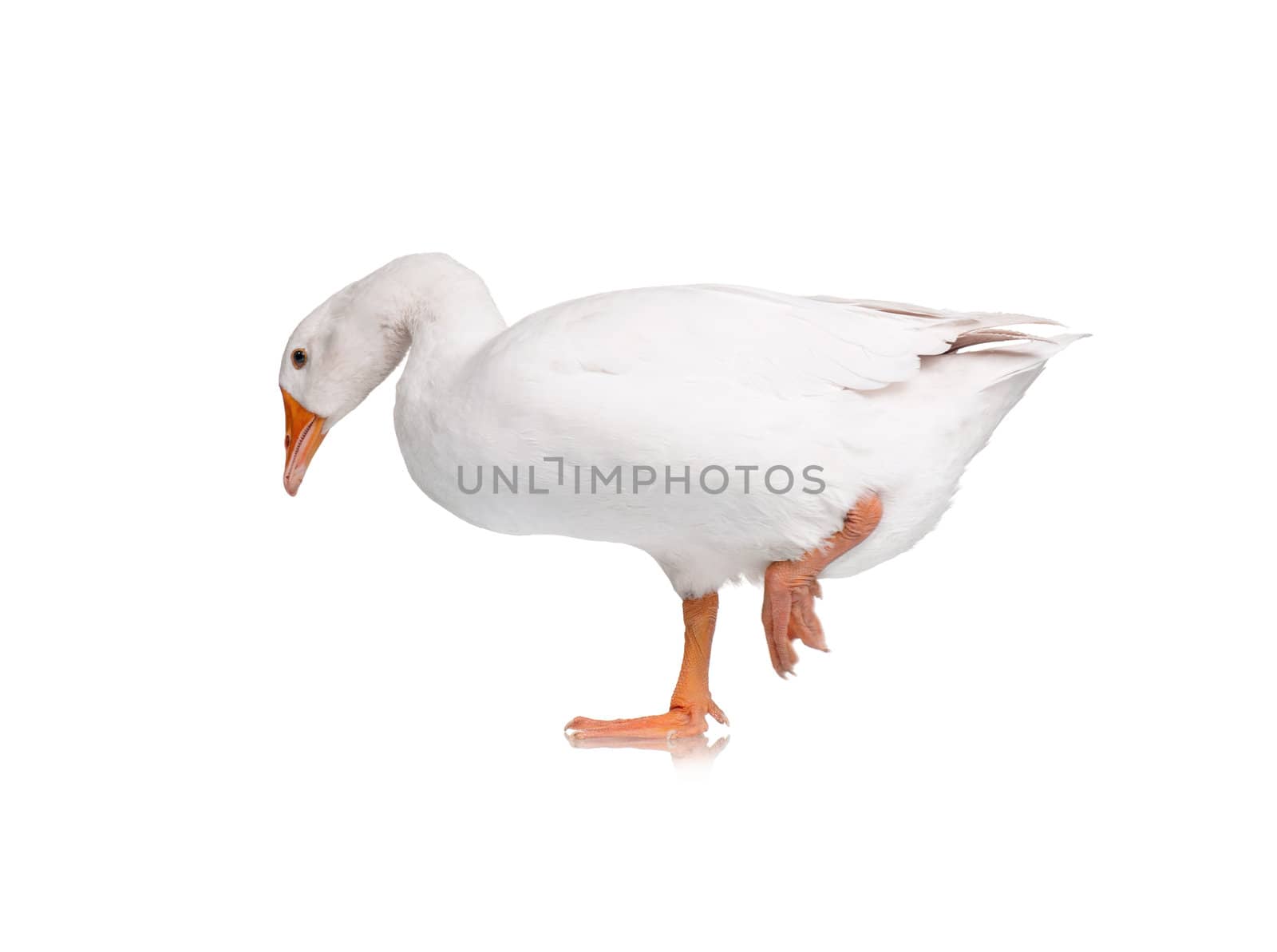 White domestic goose isolated on white background