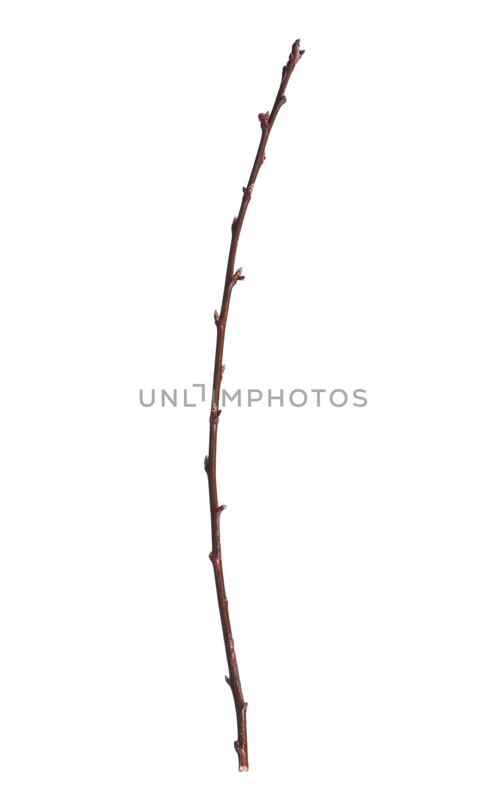 Branch of tree with buds isolated on white background