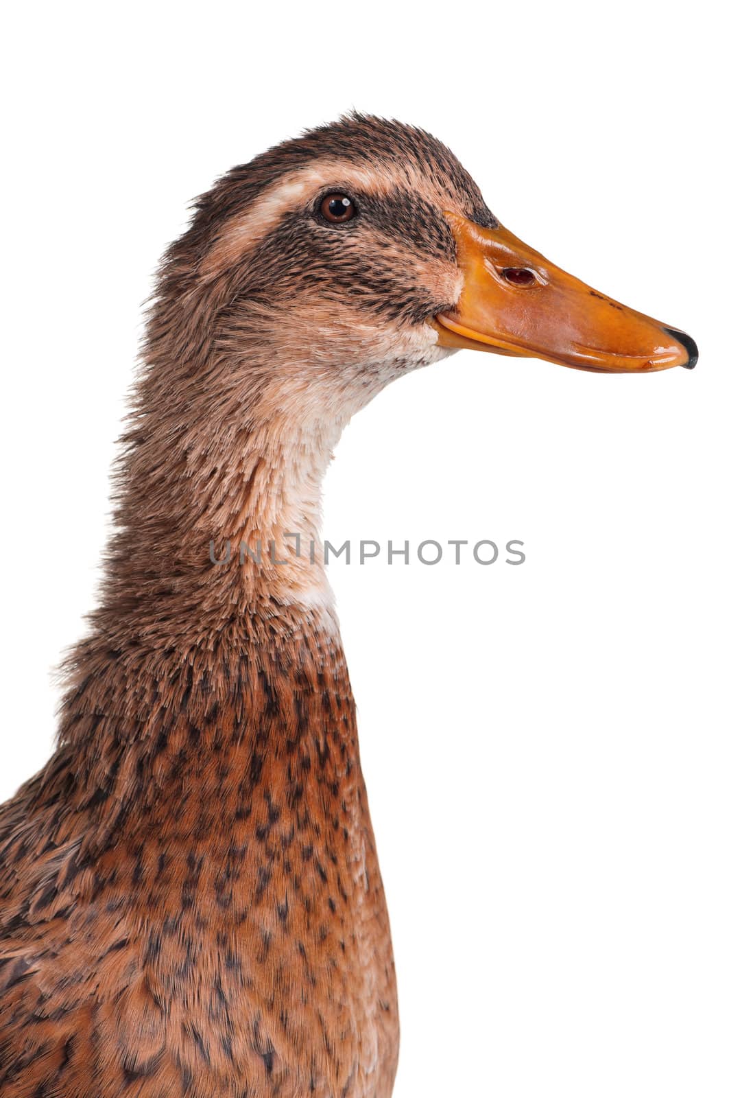 Young domestic duck isolated on white background