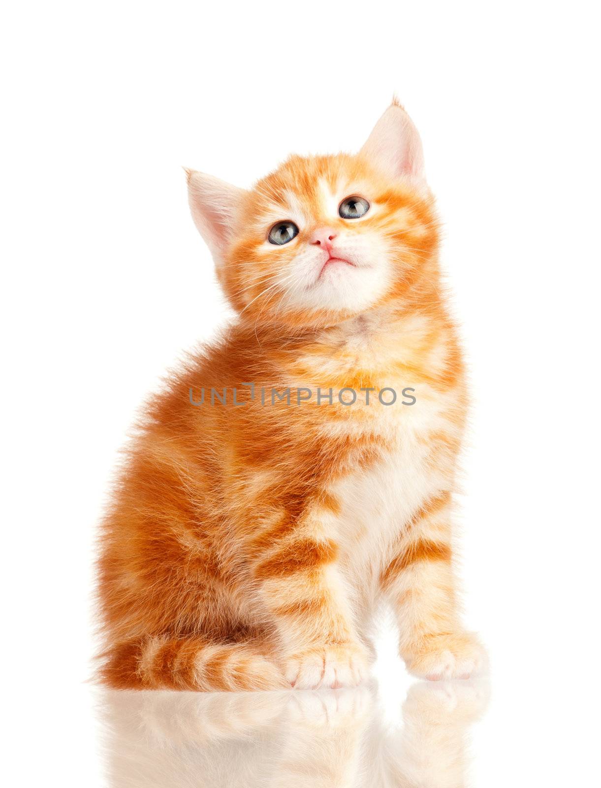 Cute little red kitten isolated on white background