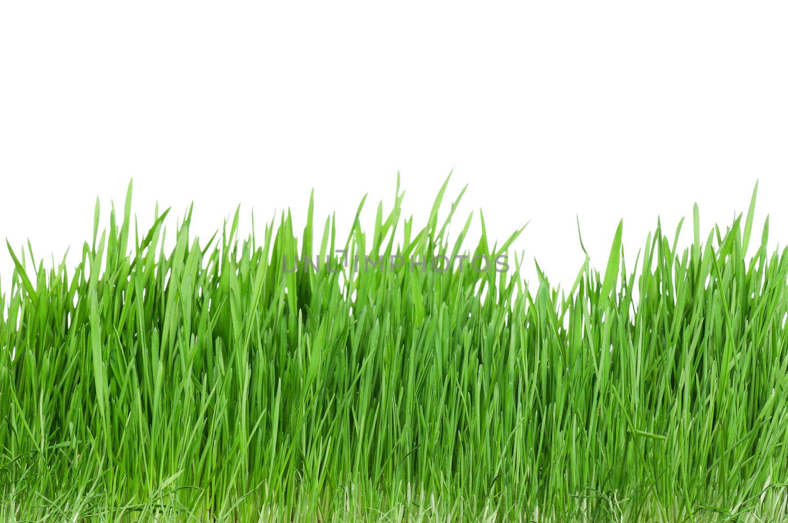 Fresh green wheat grass isolated on white background