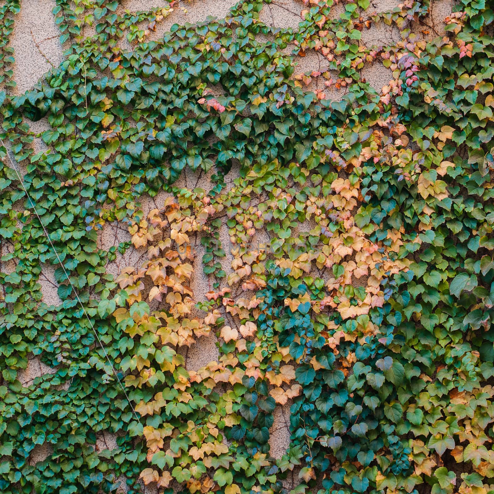 Close up stone wall texture with grapevine