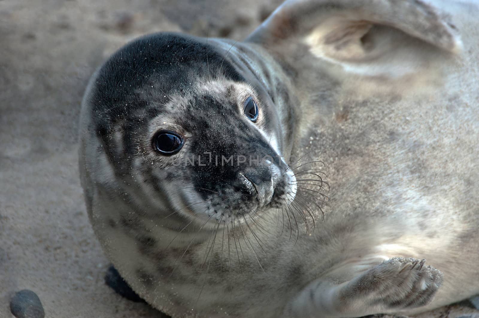 Grey seal laying on the beach at Helgoland