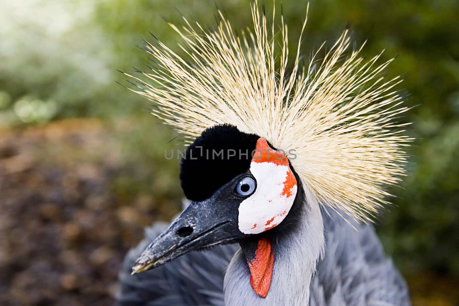 Portrait of a Grey Crowned Crane binomial name Balearica regulorum. by emadrazo
