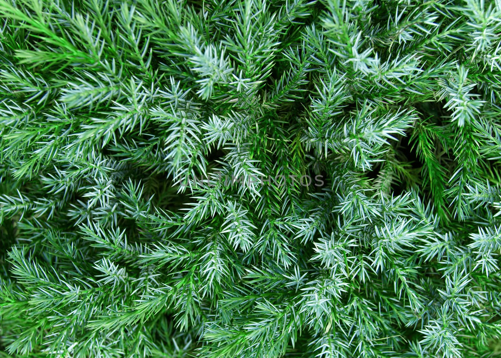 Blue creeping firtree, closeup