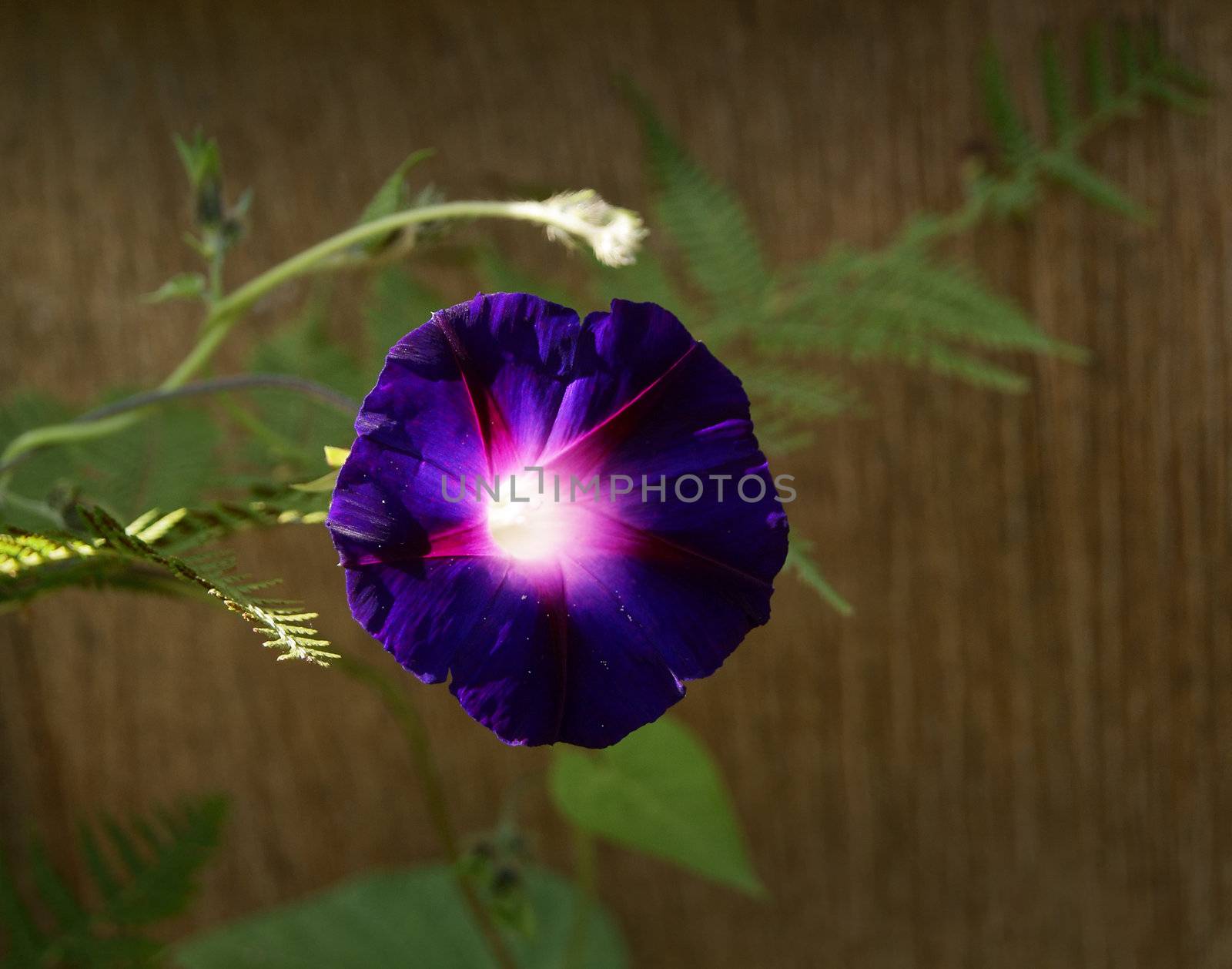 Deep purple convolvulus by 4dcrew