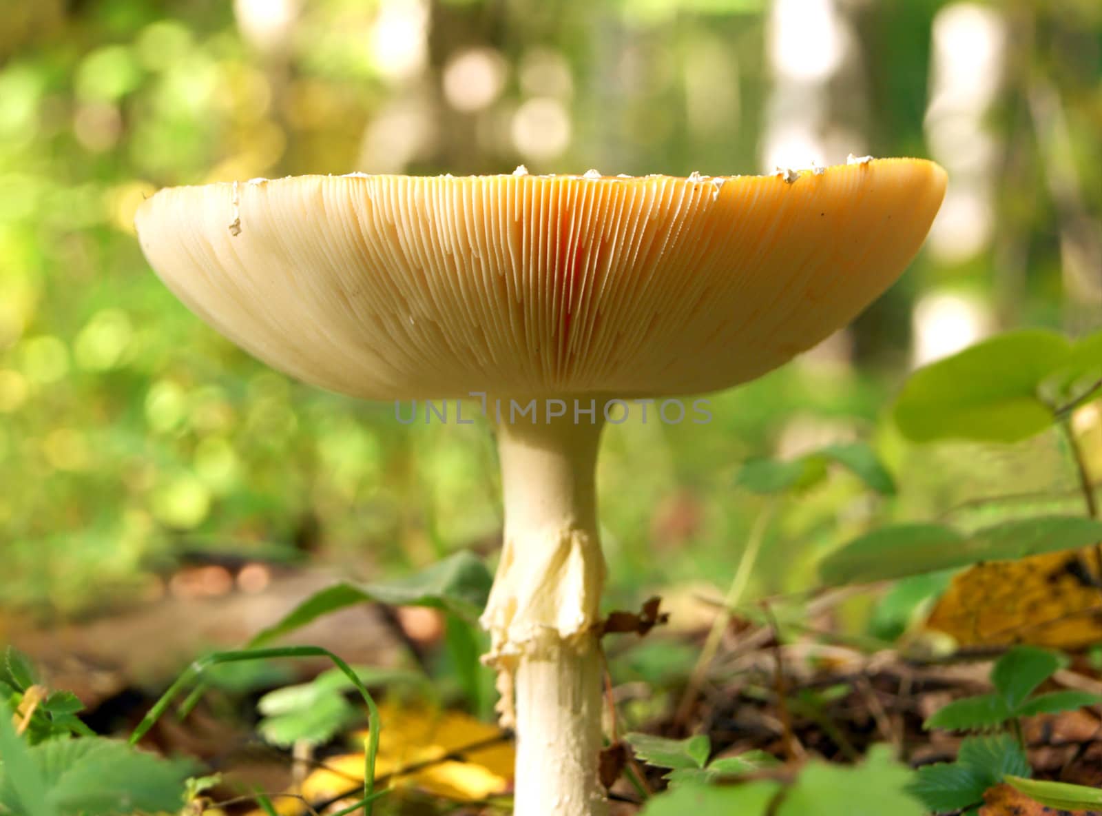 Front view of death cap by 4dcrew