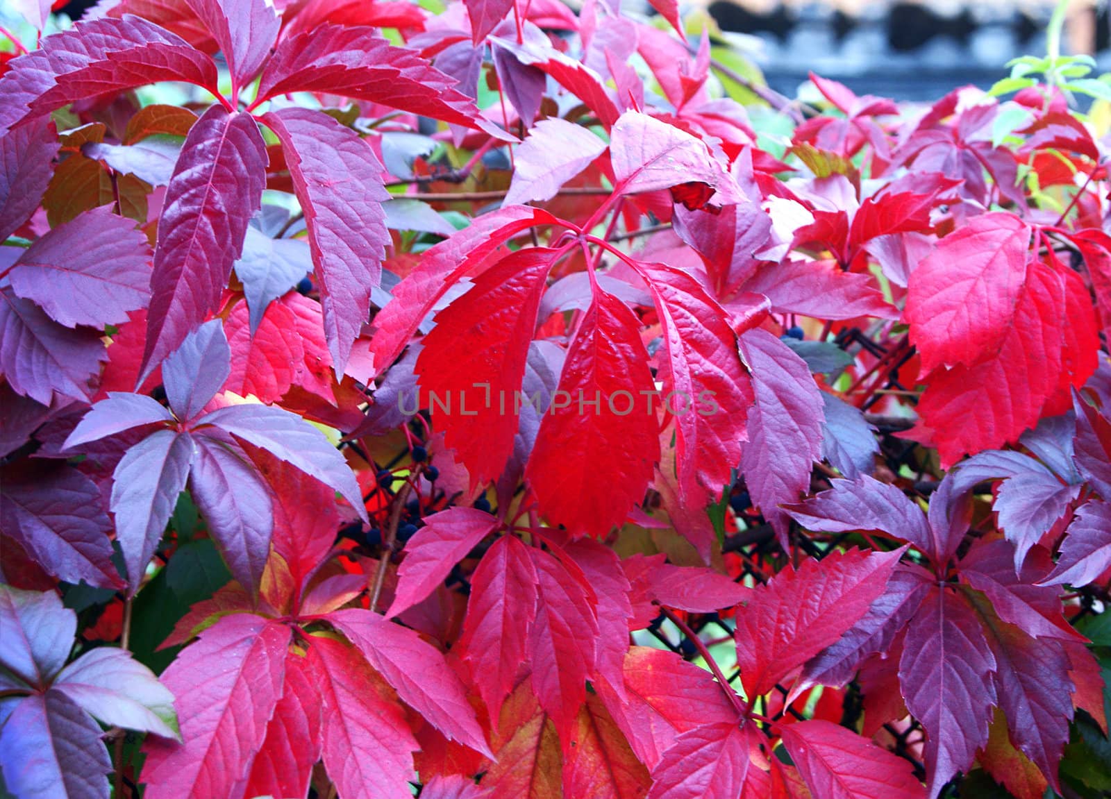 Purple wild grape leaves in autumn