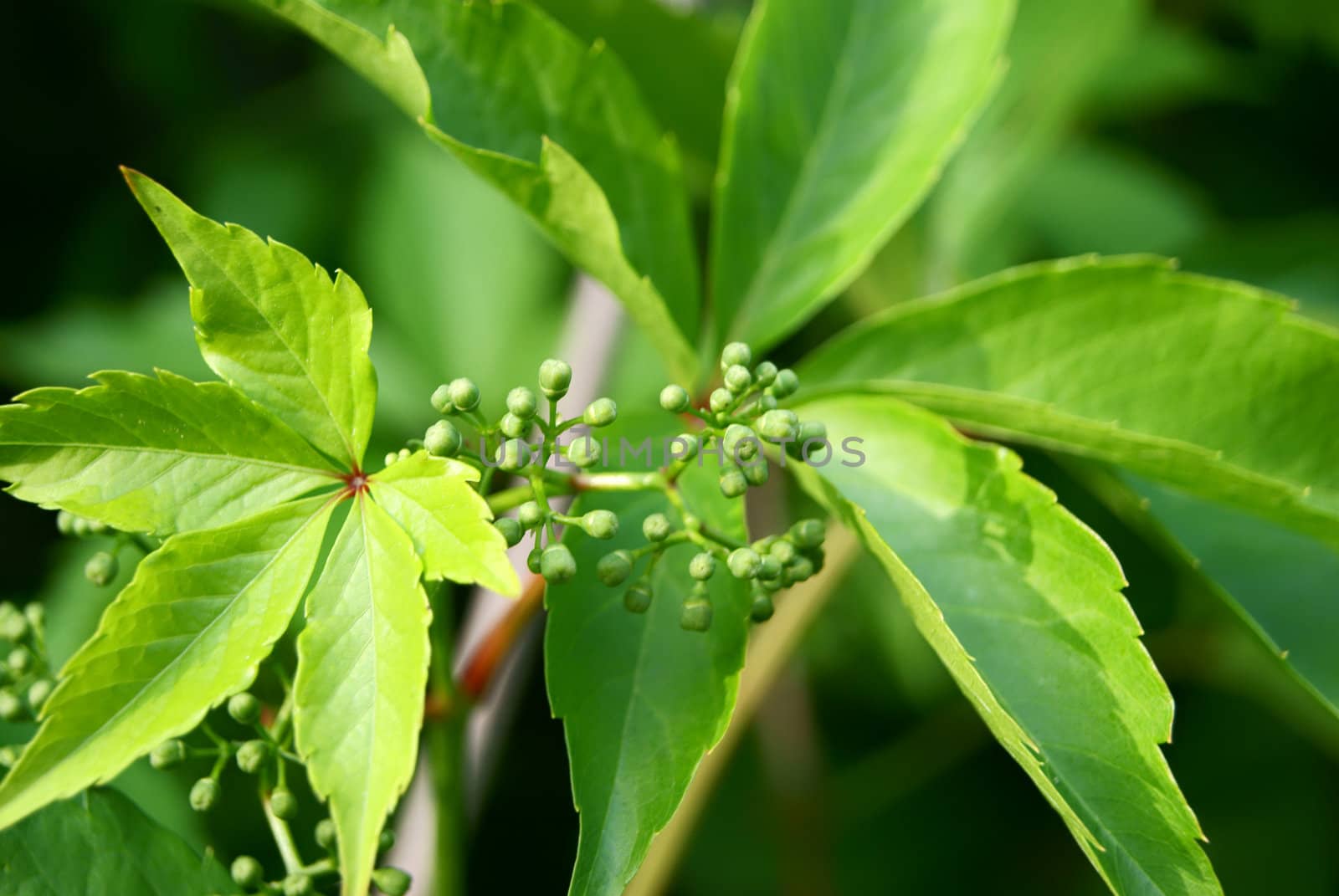 Green vitis foliage with seed-bud