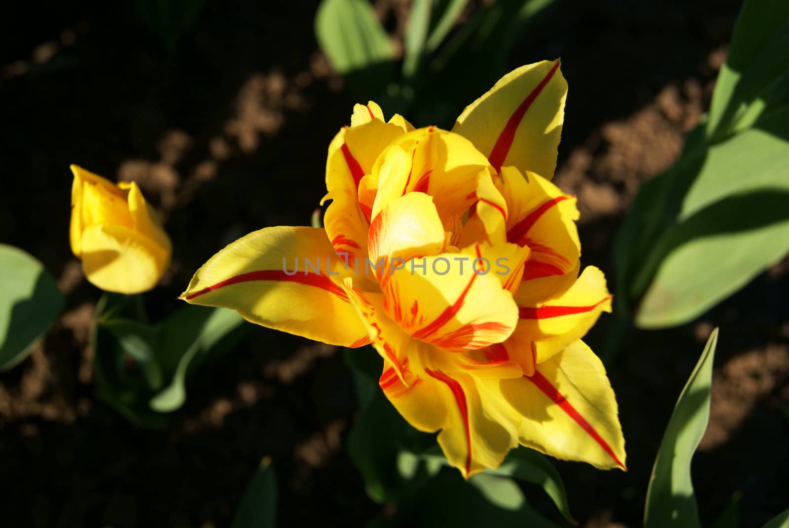 Stripped yellow and red double tulip