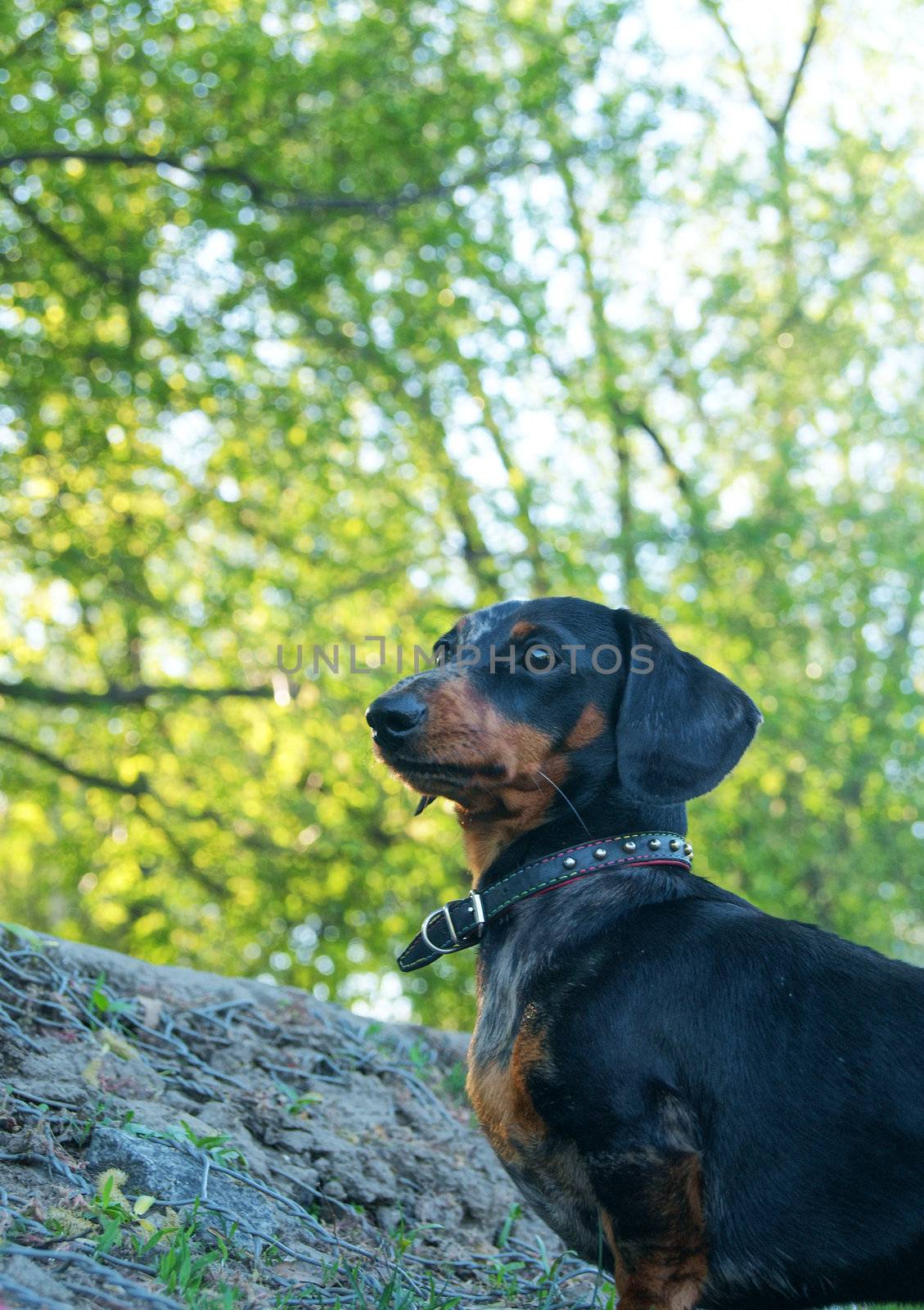 A portrait of Dachshund sitting in the garden