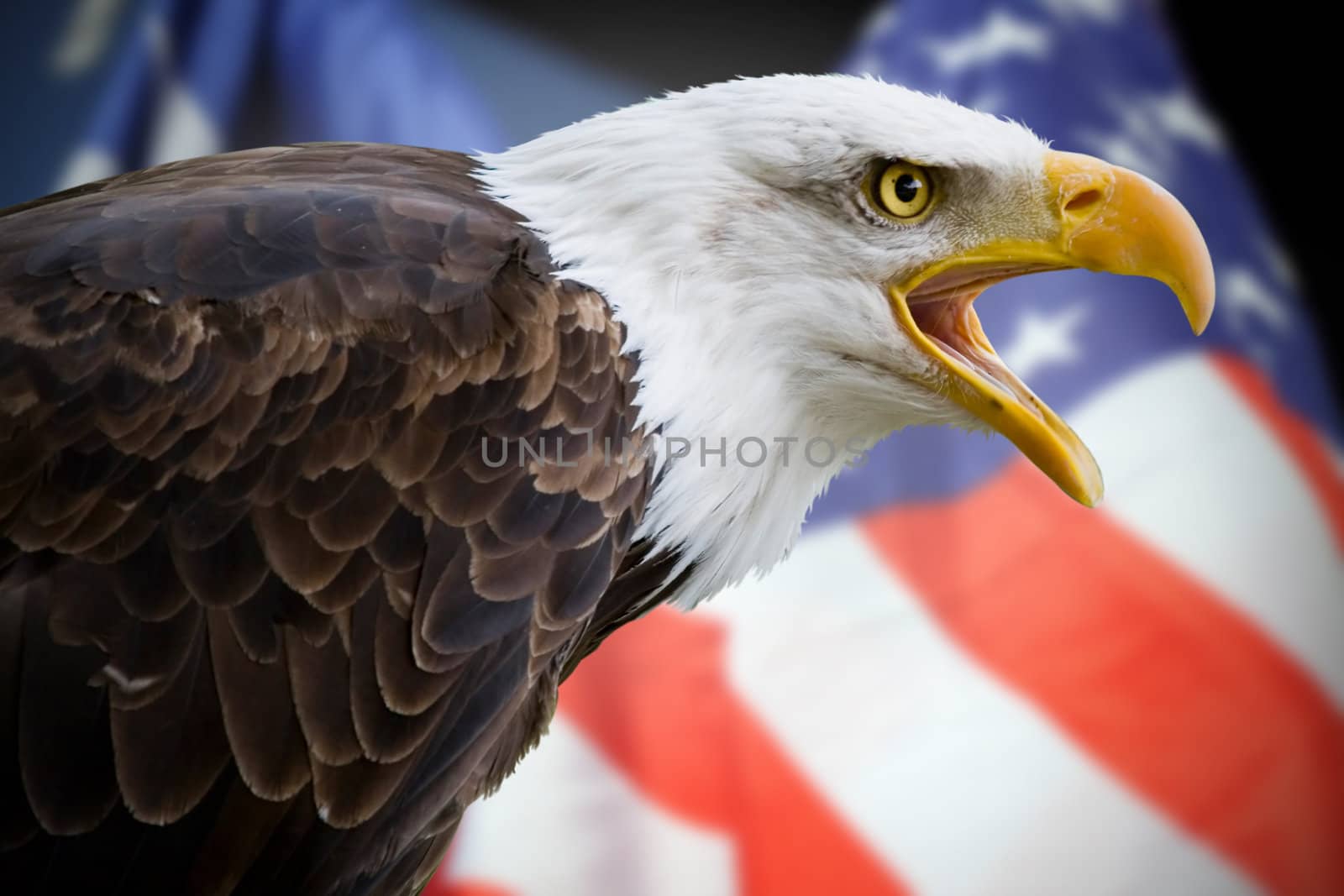 a beautiful bald eagle with a background of a usa flag by erllre
