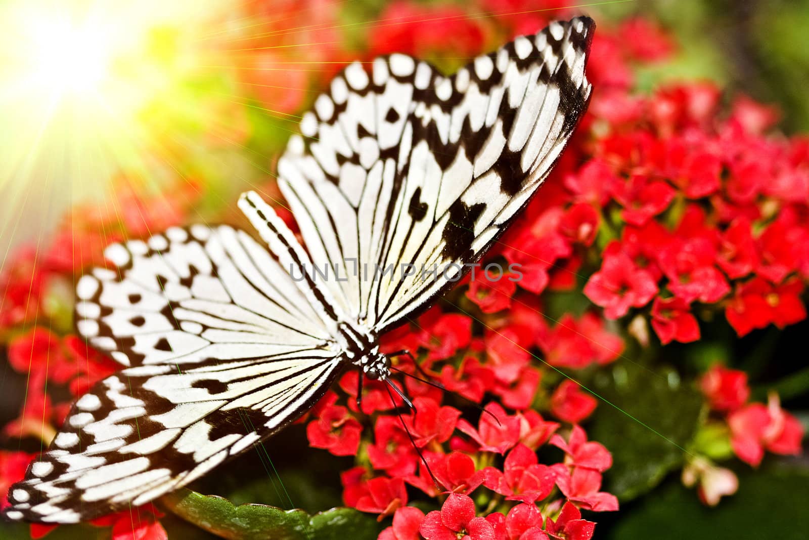 Monarch butterfly on the red flower. Macro.