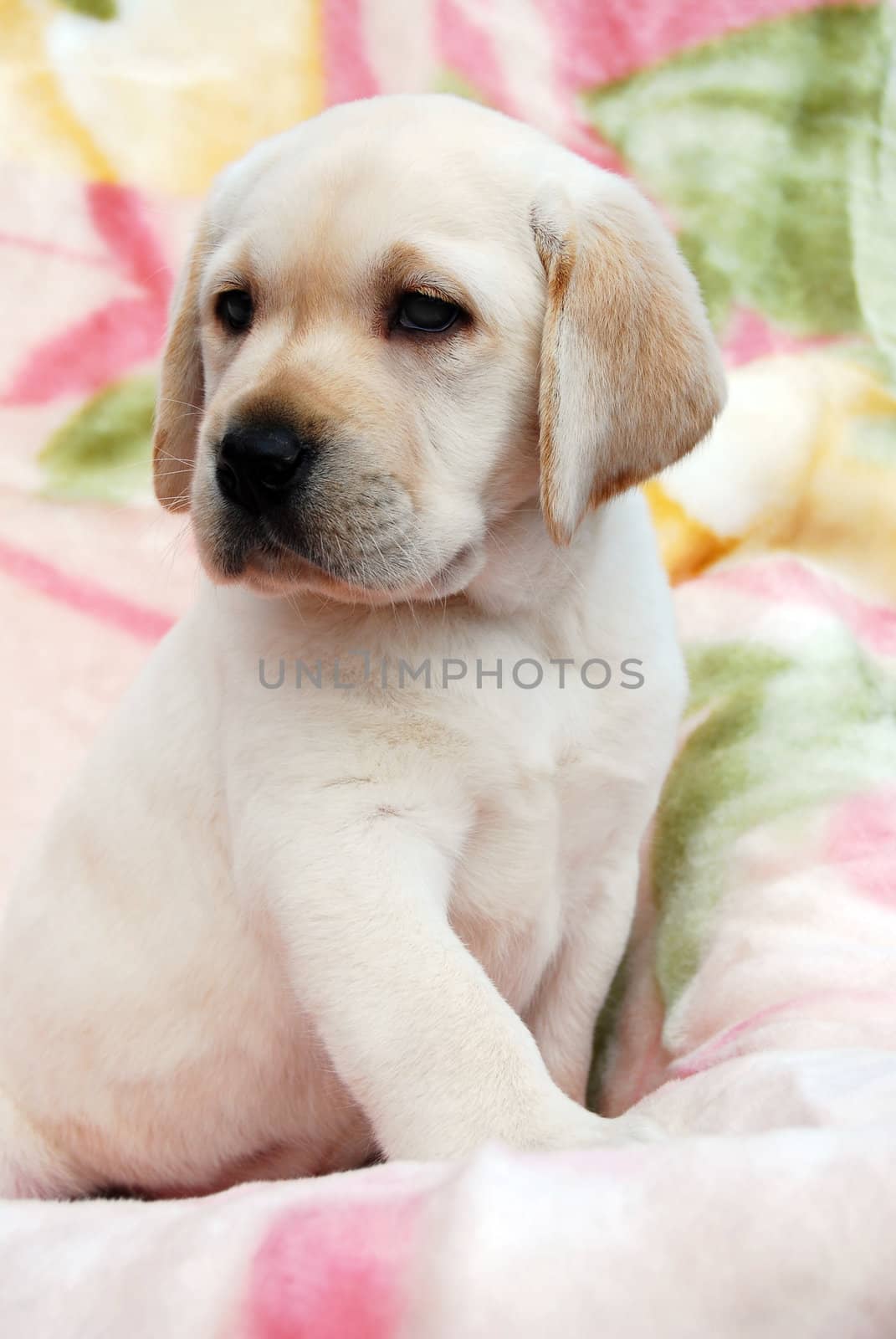 yellow labrador puppy of 1,5 month outdoor