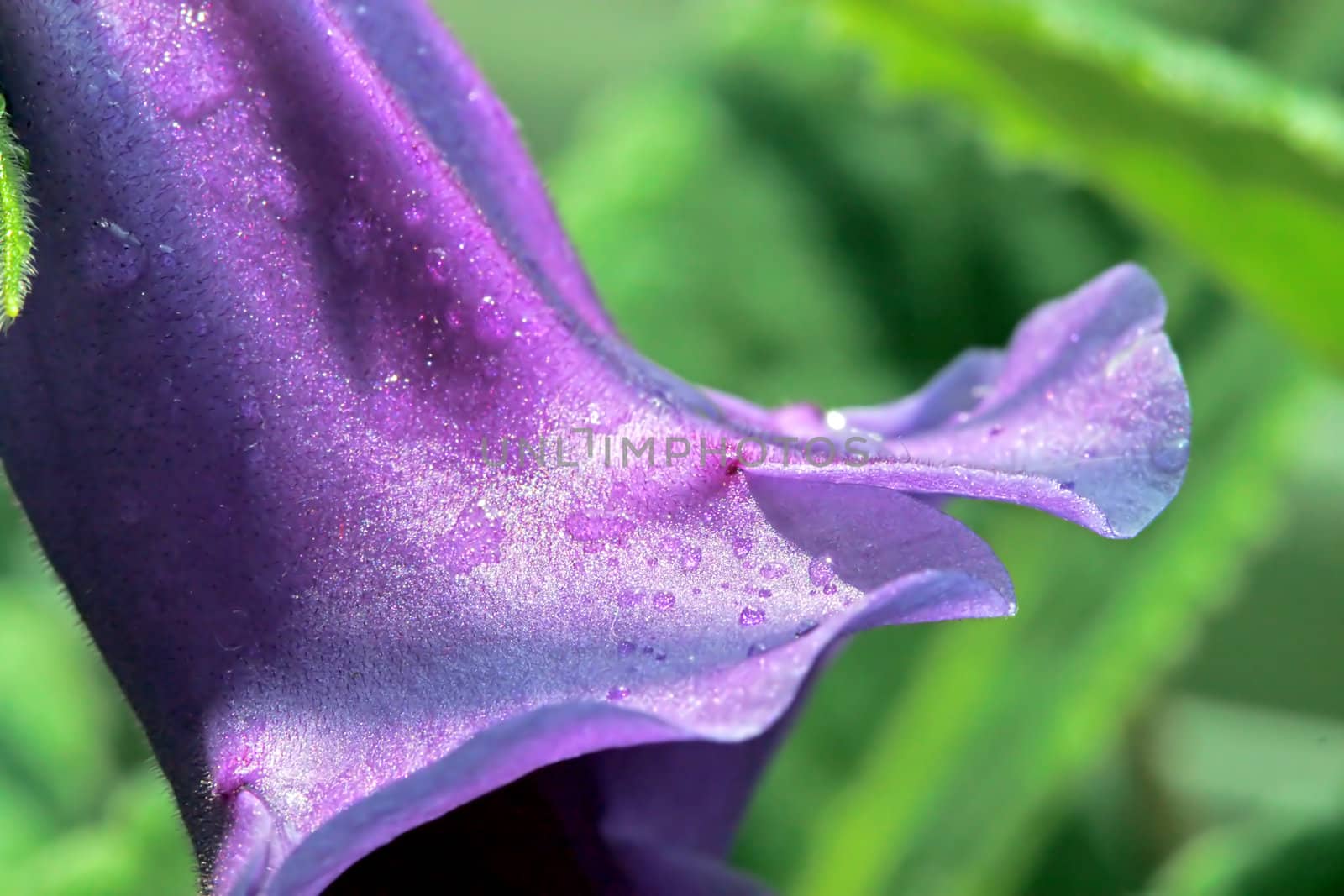 Pretty purple flower with water drops by MartMartov