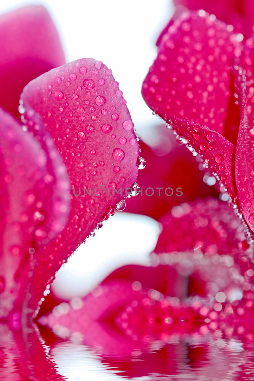 Close-up of pink flower with water drops on white background. So by MartMartov
