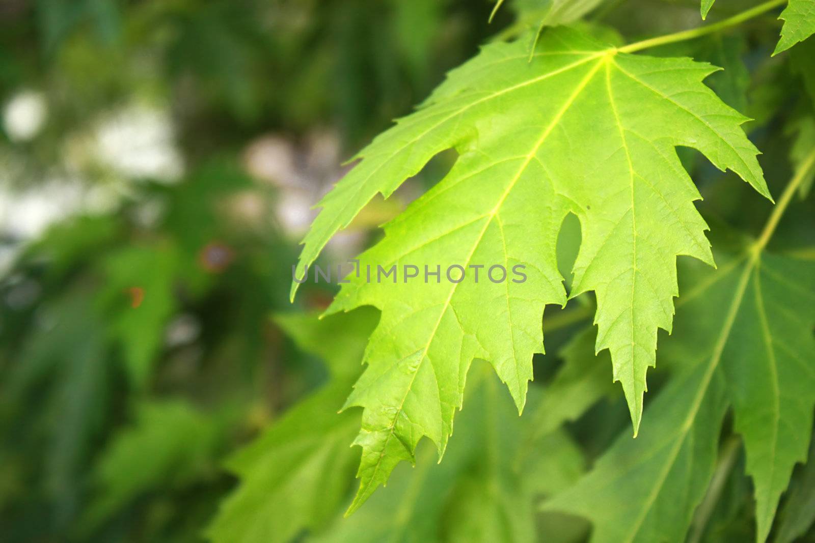 Green leaf. Vergin nature series.