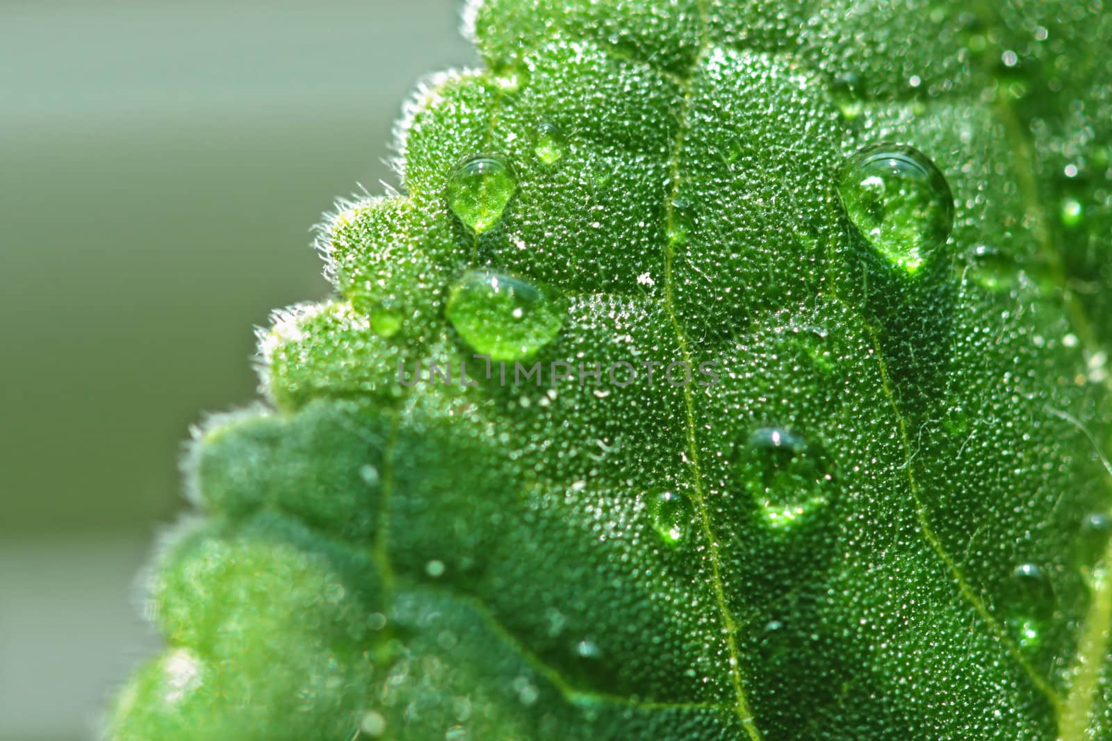 Green leaf with water drops.