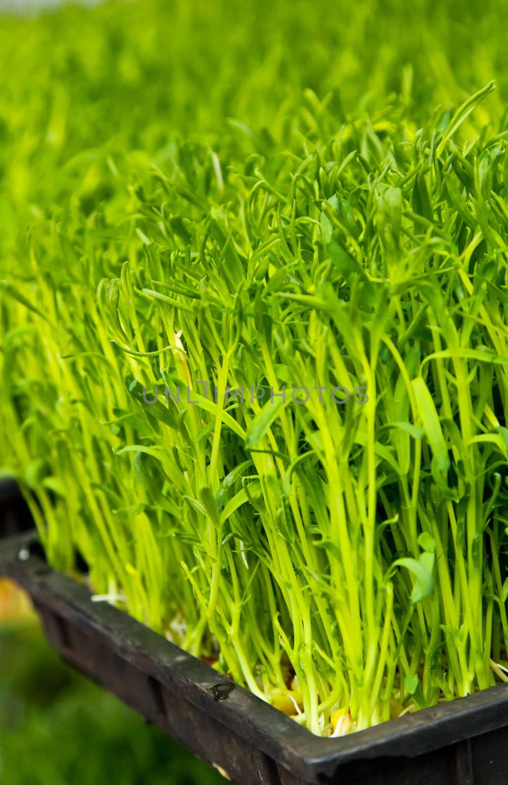 Seedling germination in a black seed tray