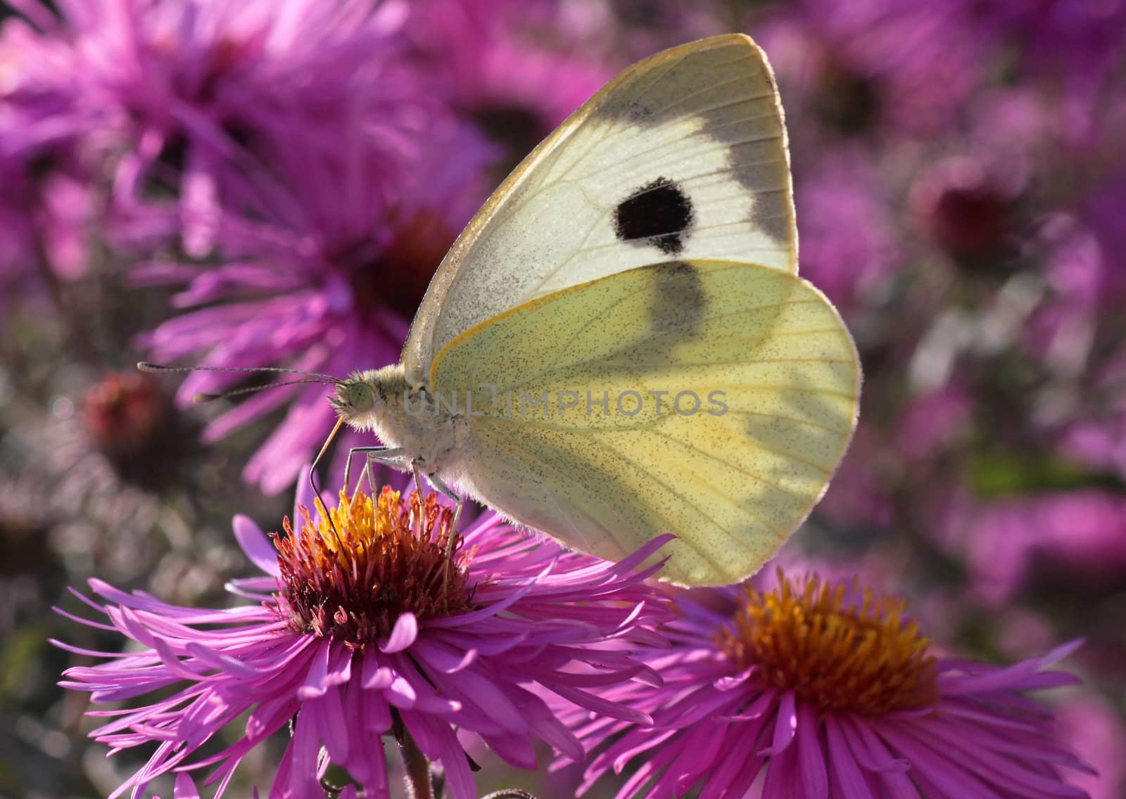 white cabbage butterfly on flower (chrysanthemum)